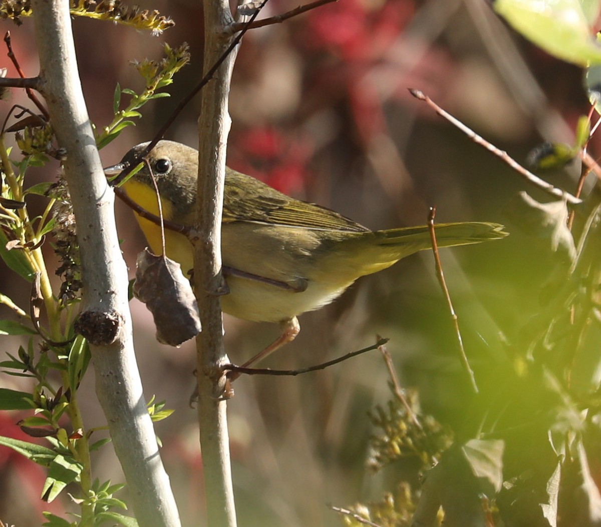 Common Yellowthroat - ML642812328