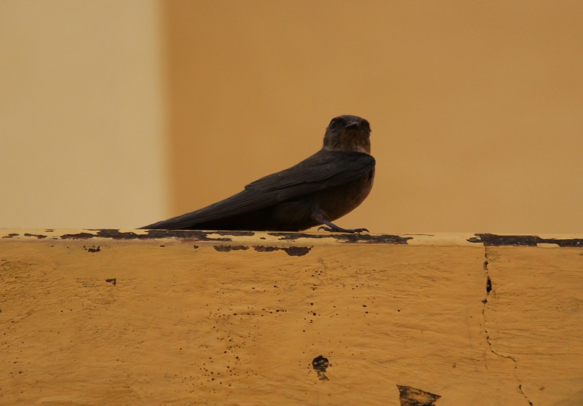 Dusky Crag-Martin - ML642812337