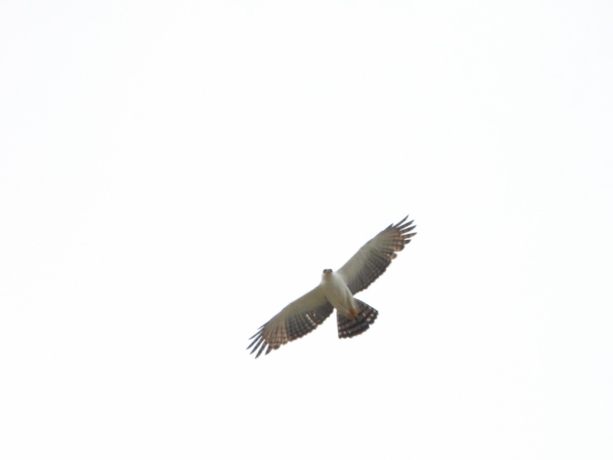 Black-and-white Hawk-Eagle - ML642812341