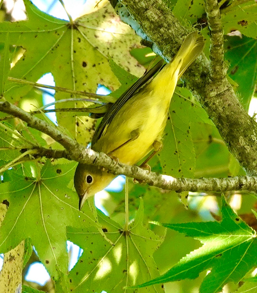 Yellow Warbler - ML642812342