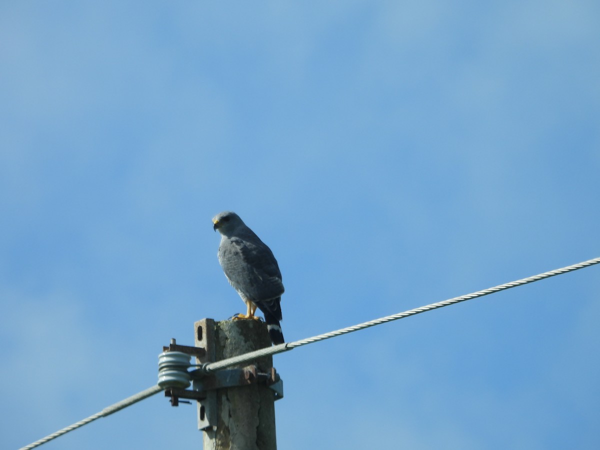 Gray Hawk - ML642812344