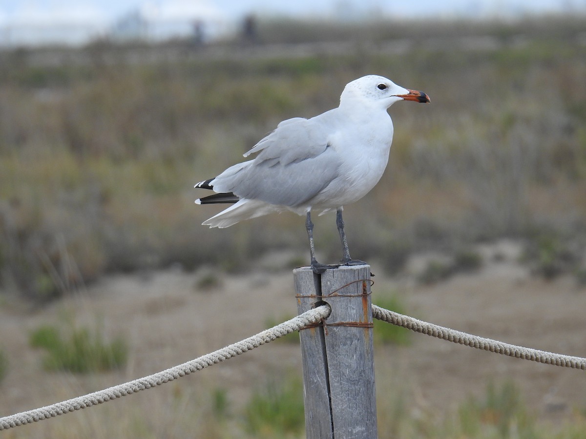 Audouin's Gull - ML642812353