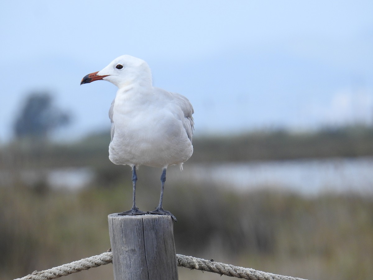 Audouin's Gull - ML642812354