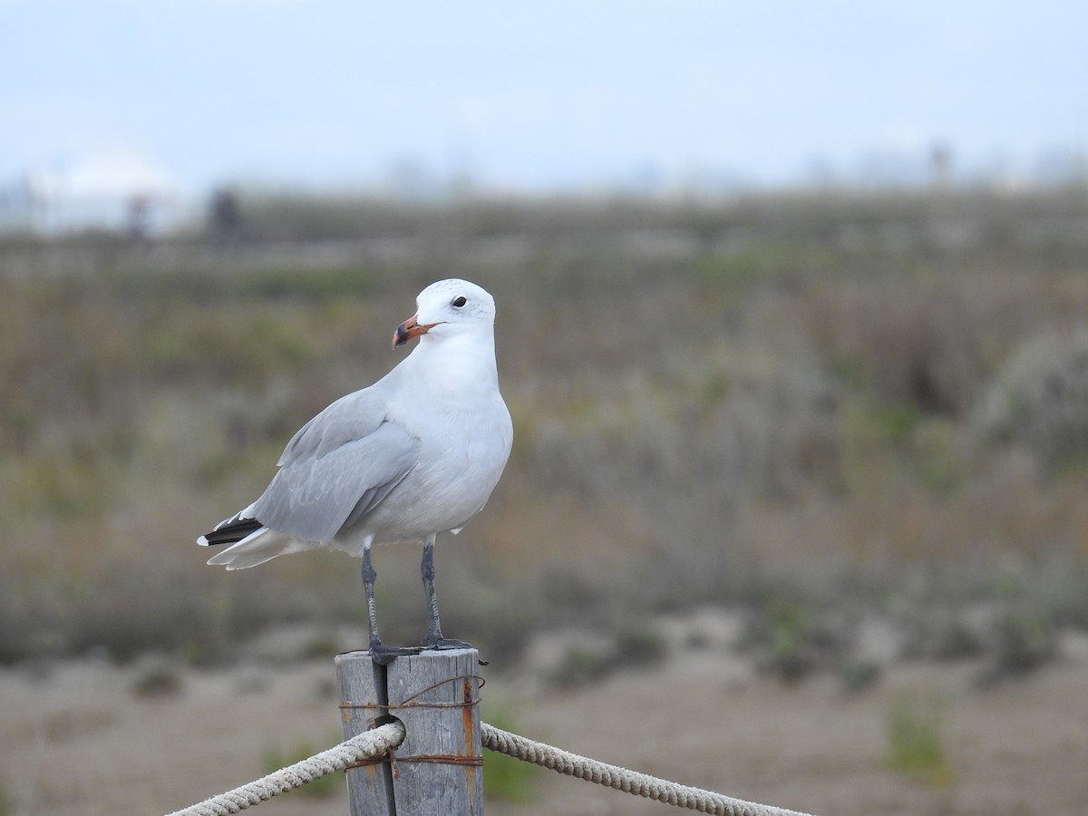 Audouin's Gull - ML642812355