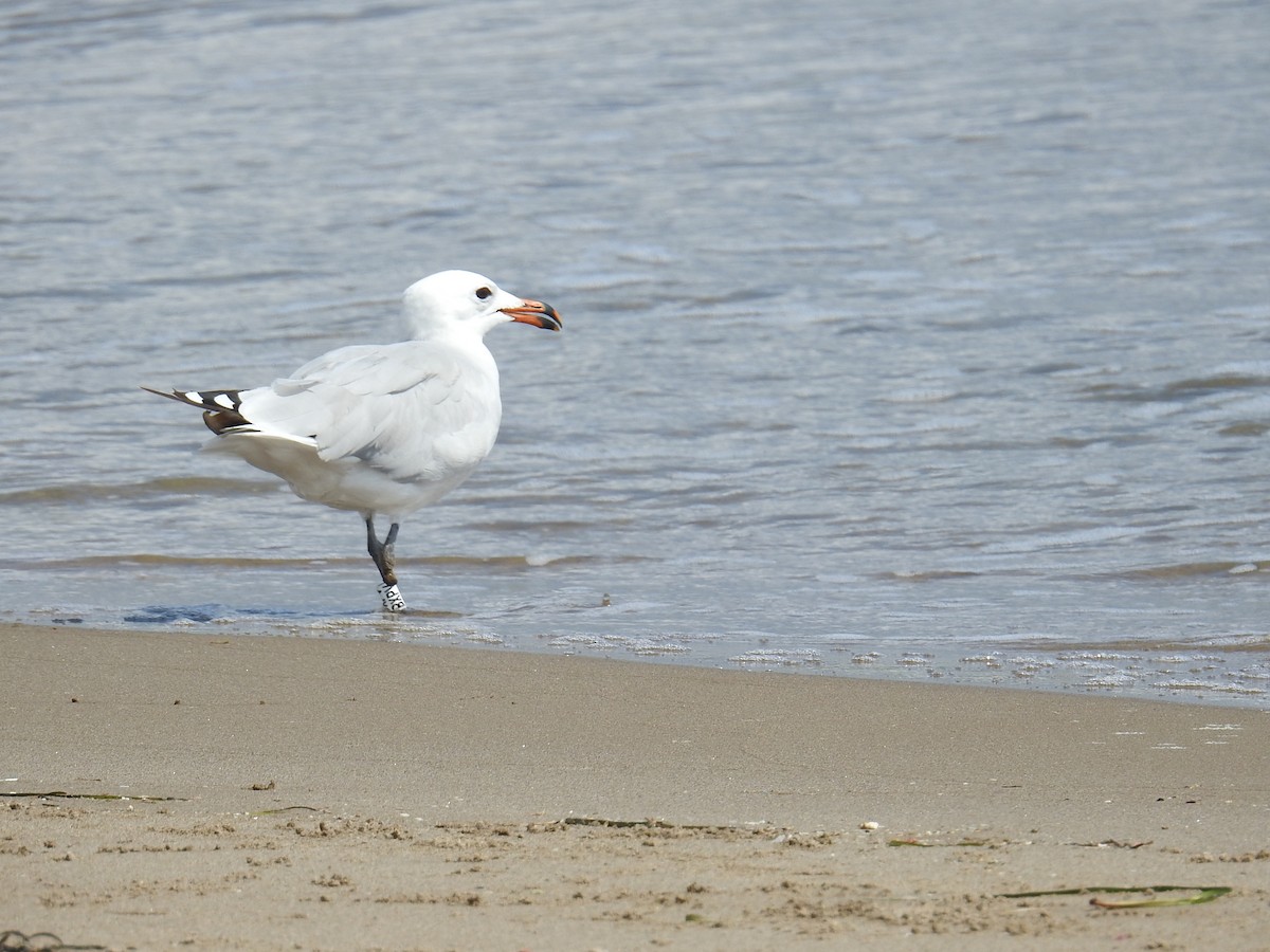 Audouin's Gull - ML642812356
