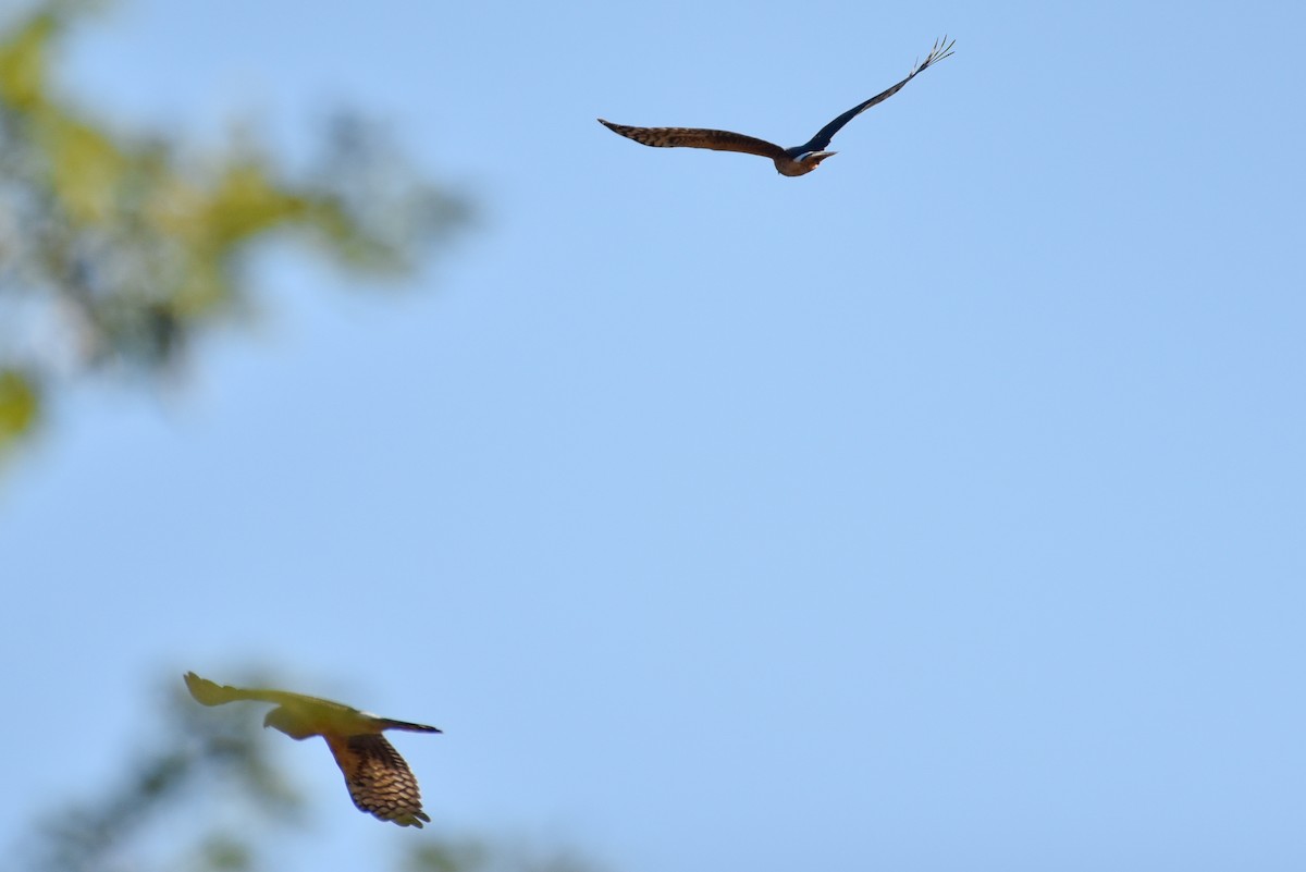 Northern Harrier - ML642812359
