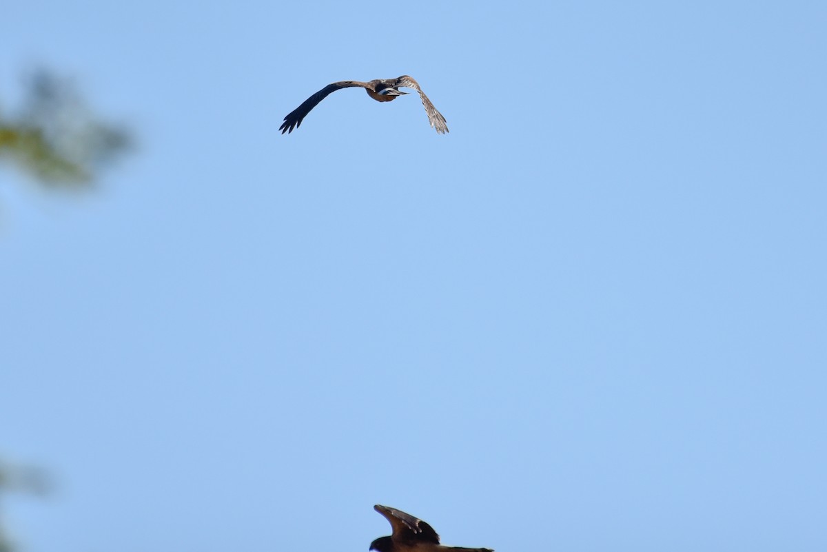 Northern Harrier - ML642812360