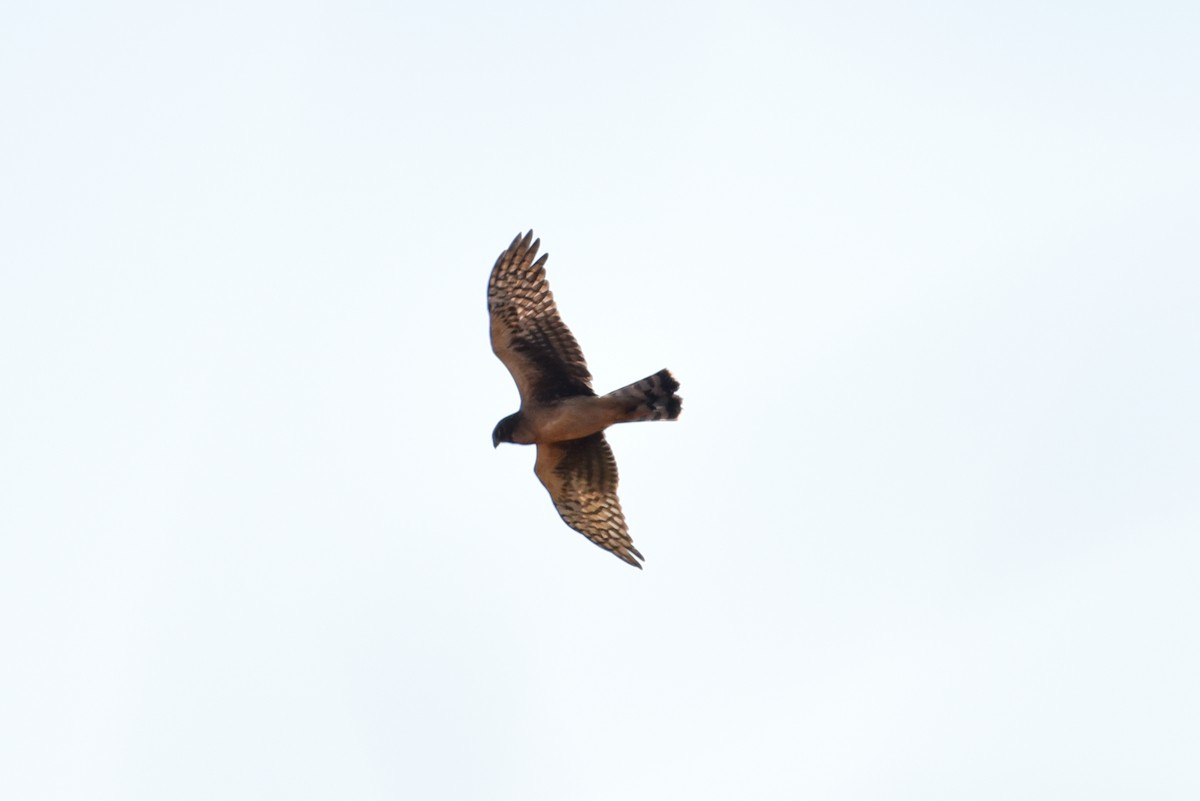 Northern Harrier - ML642812381