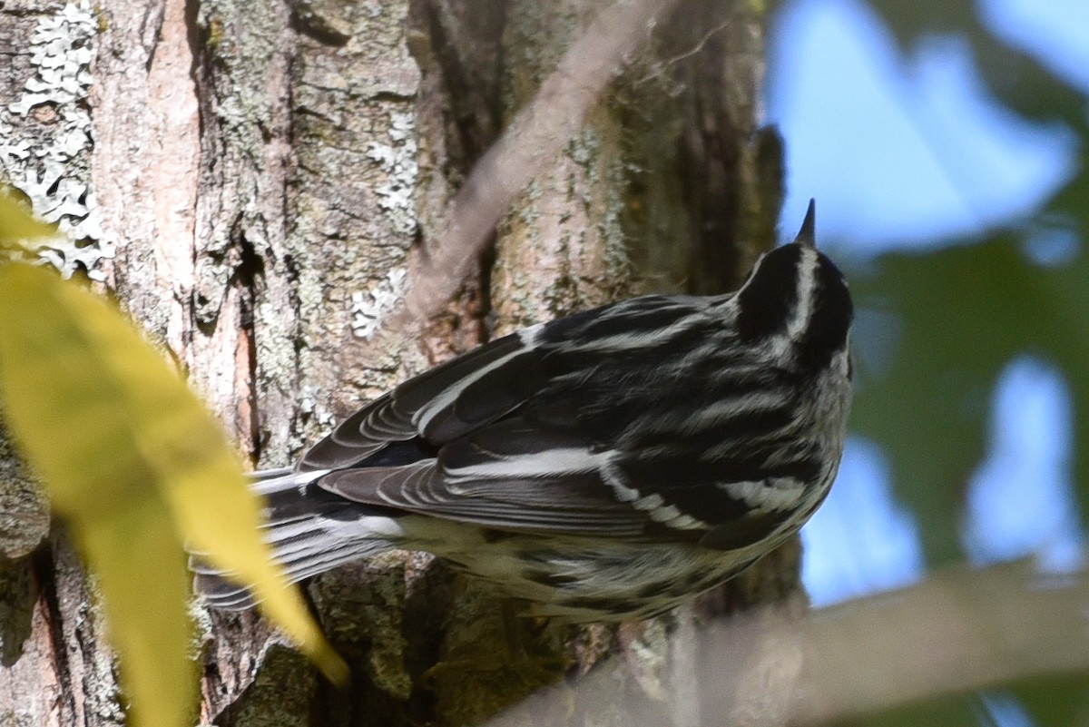 Black-and-white Warbler - ML642812400