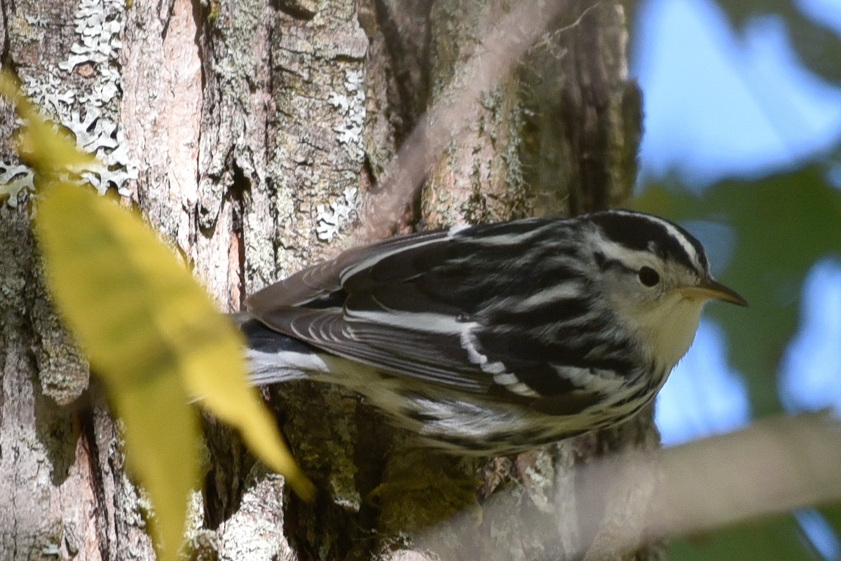 Black-and-white Warbler - ML642812401