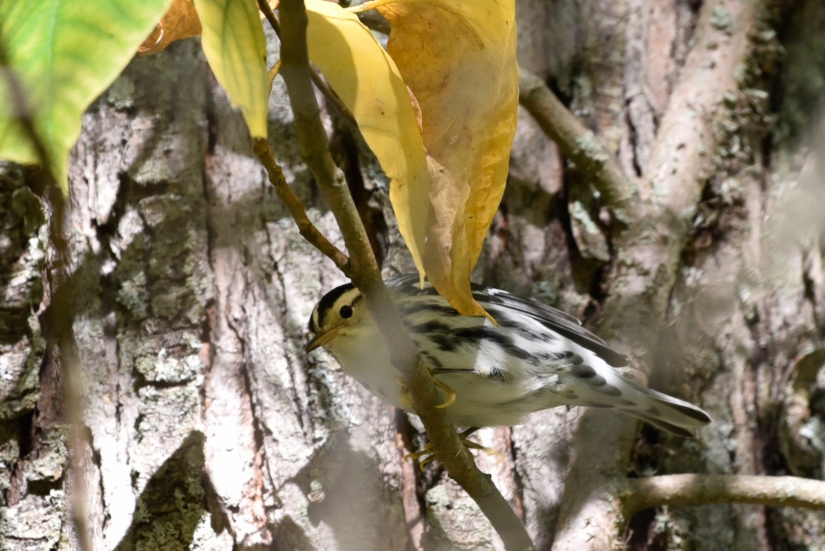Black-and-white Warbler - ML642812402