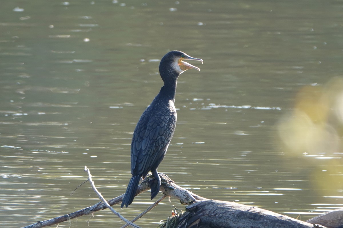 Great Cormorant (Eurasian) - ML642812403
