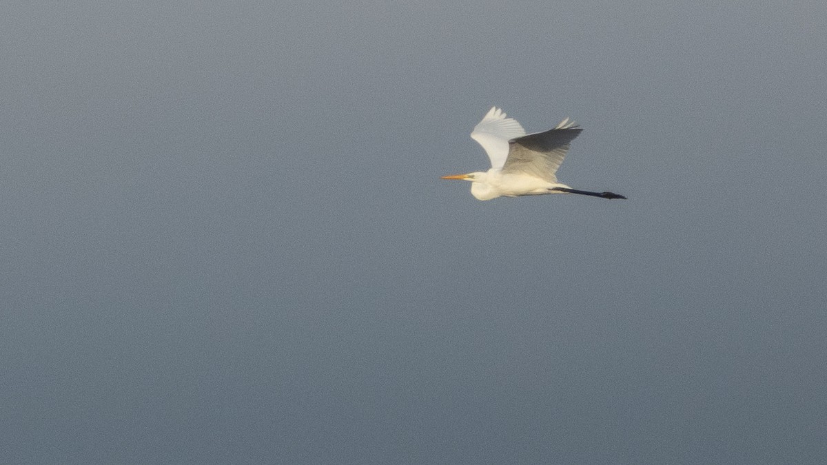 Great Egret - ML642812405