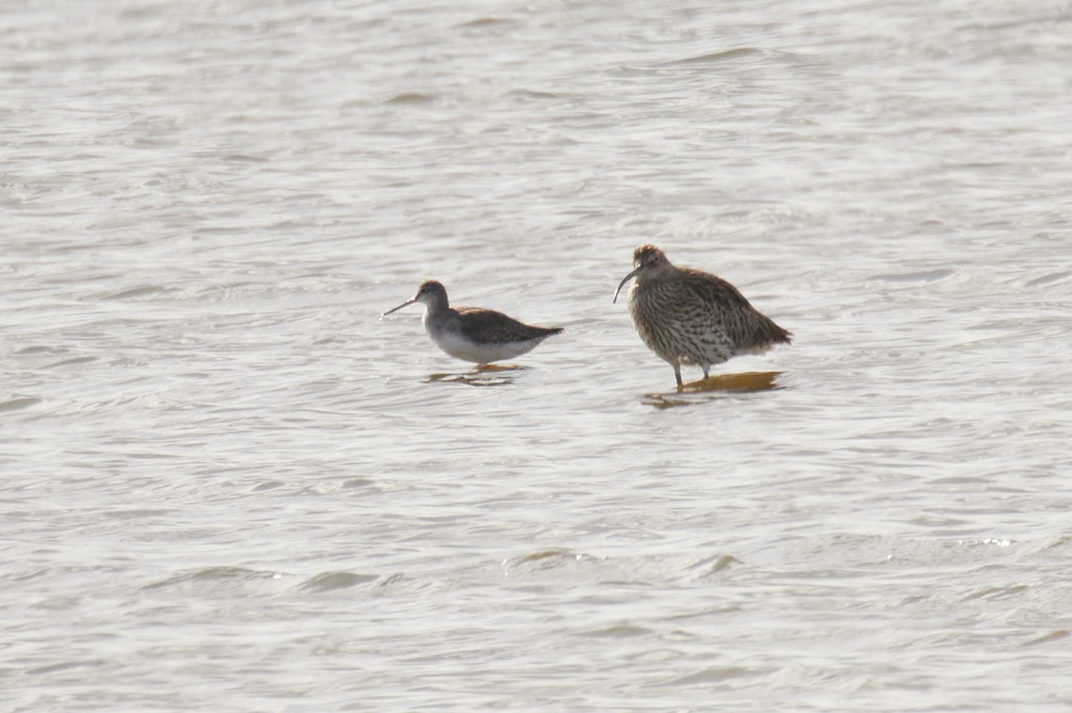 Spotted Redshank - ML642812422