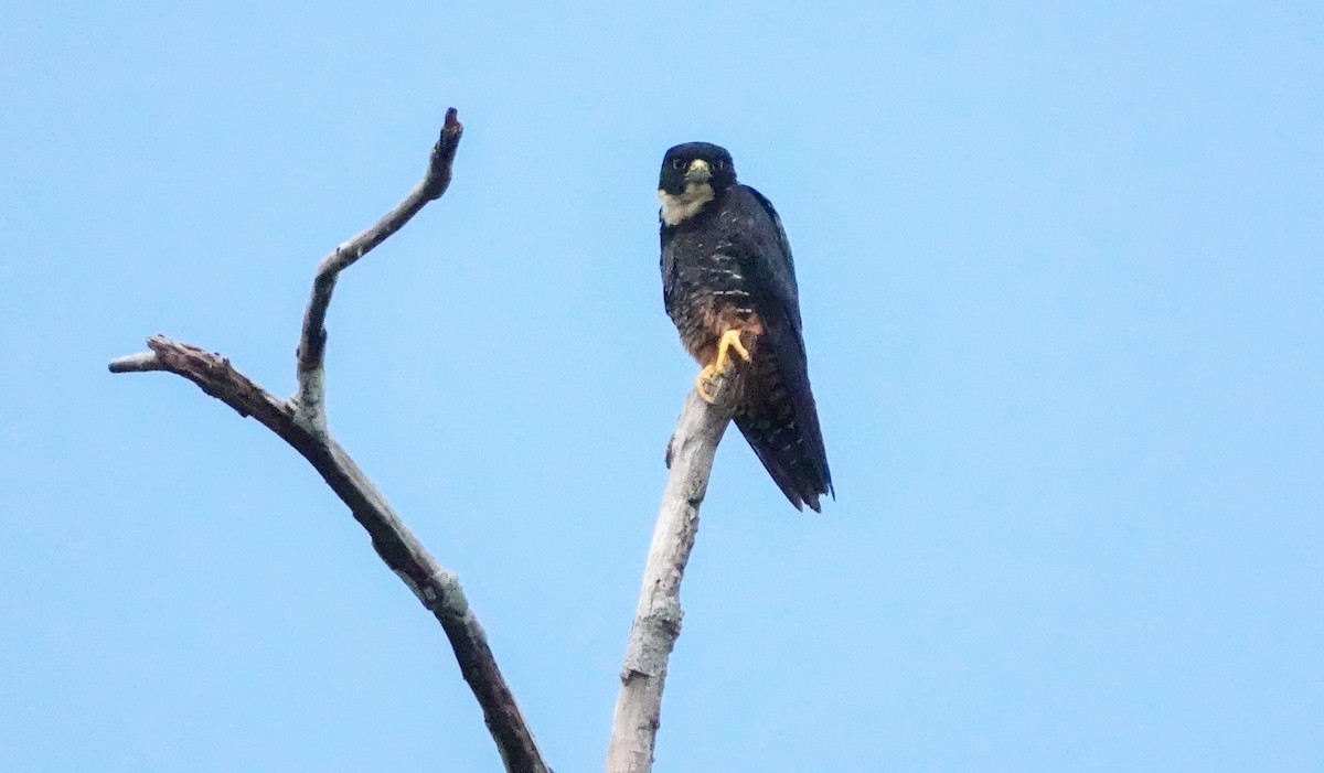 Bat Falcon - ML642812426
