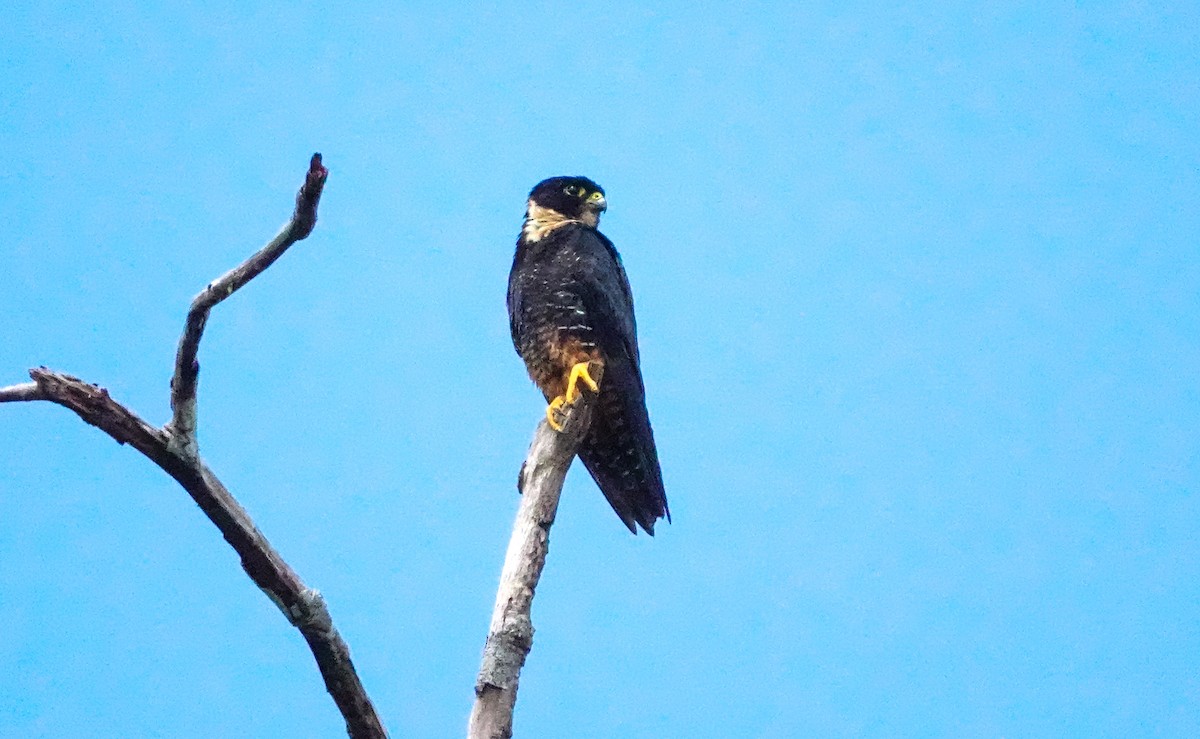 Bat Falcon - ML642812427