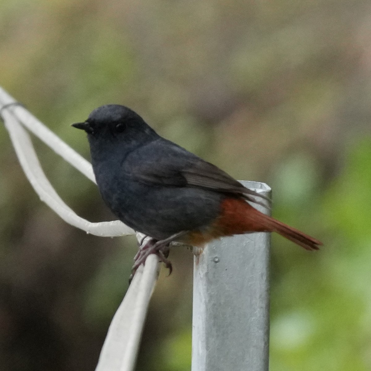 Plumbeous Redstart - ML642812437