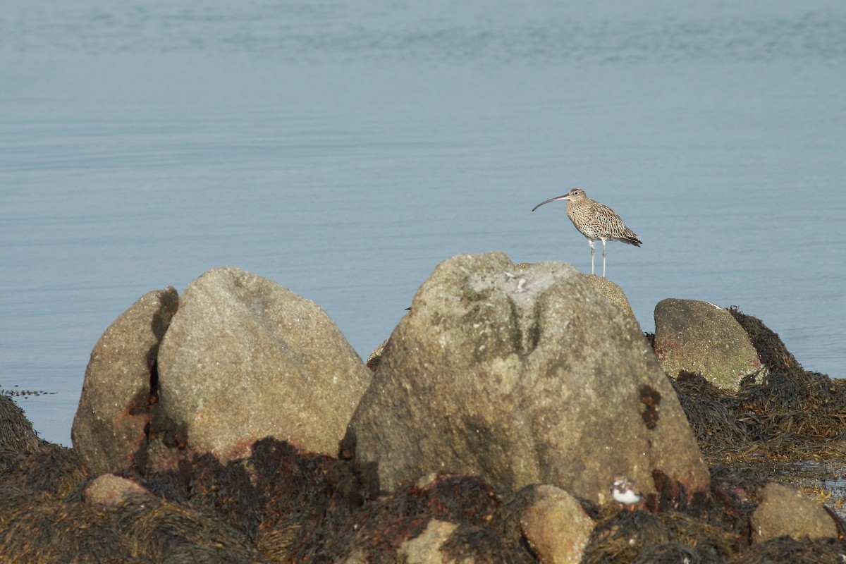 Eurasian Curlew - ML642812448