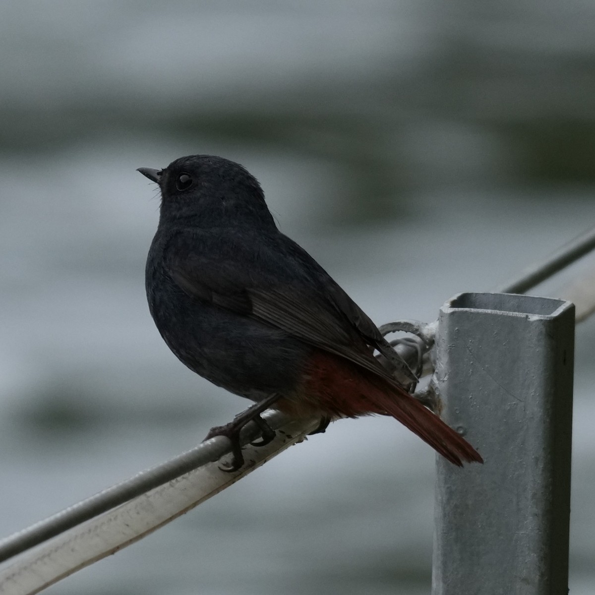 Plumbeous Redstart - ML642812454