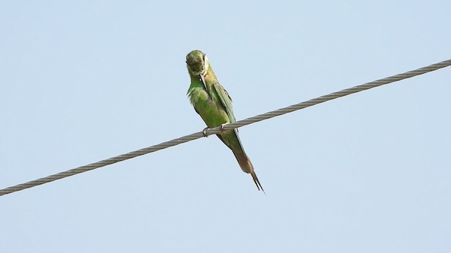 Blue-cheeked Bee-eater - ML642812456