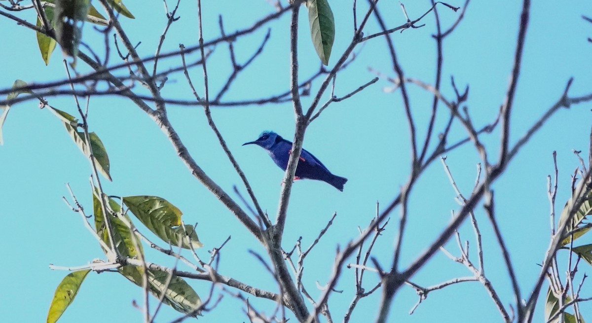 Red-legged Honeycreeper - ML642812482