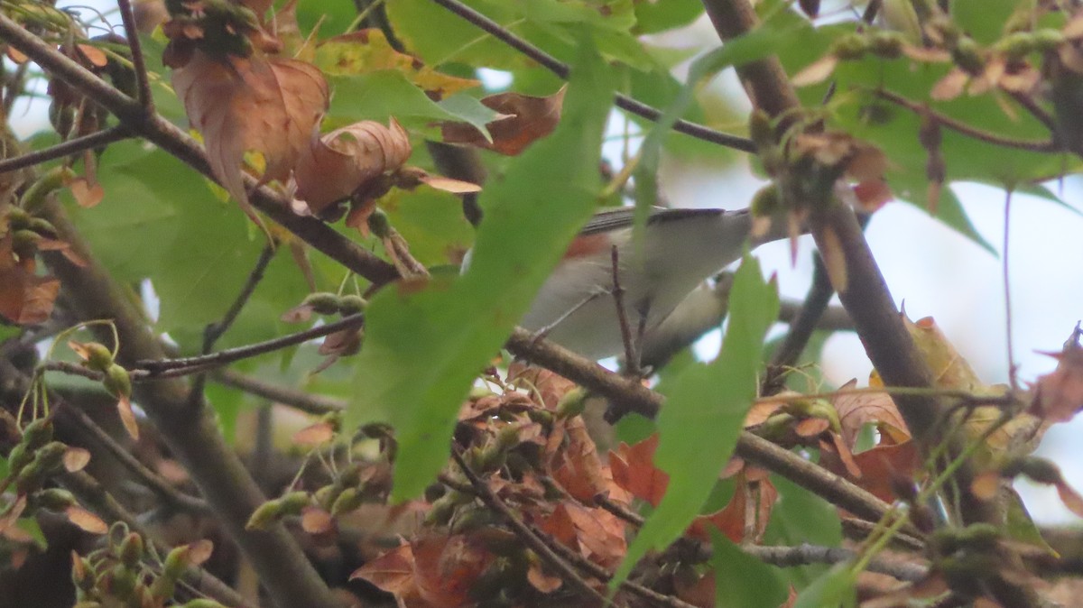 brunsideparula - ML642812484