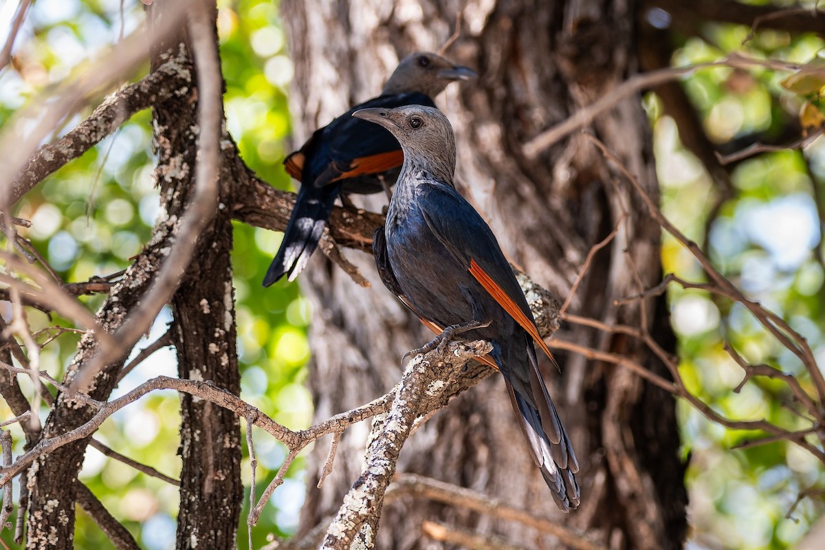 Red-winged Starling - ML642812492