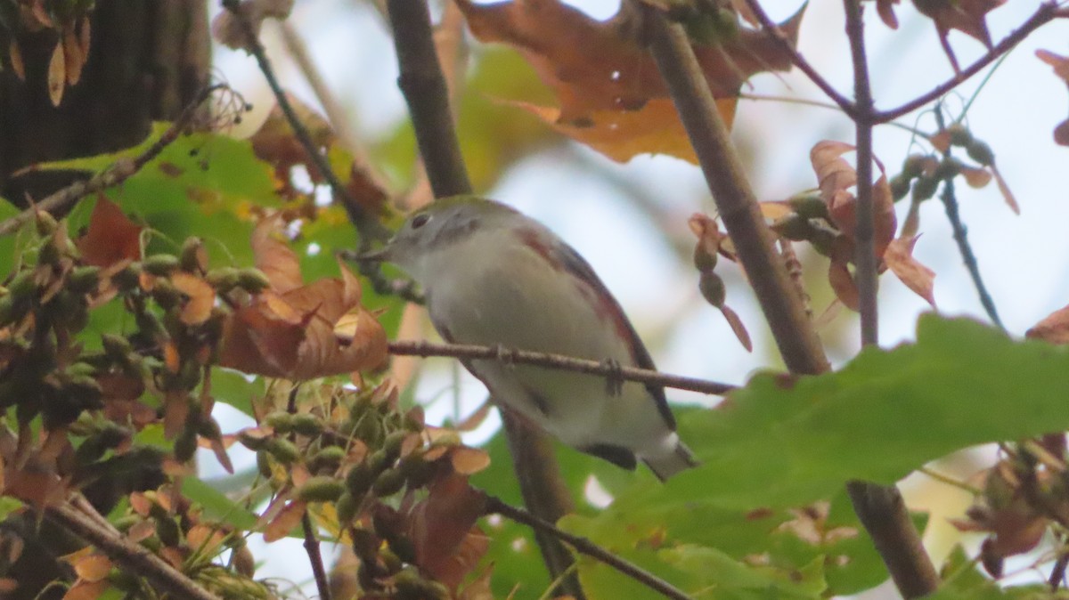 brunsideparula - ML642812494