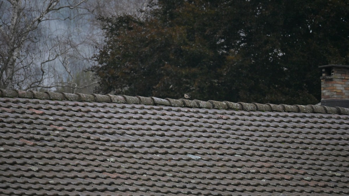 Northern Wheatear - ML642812497