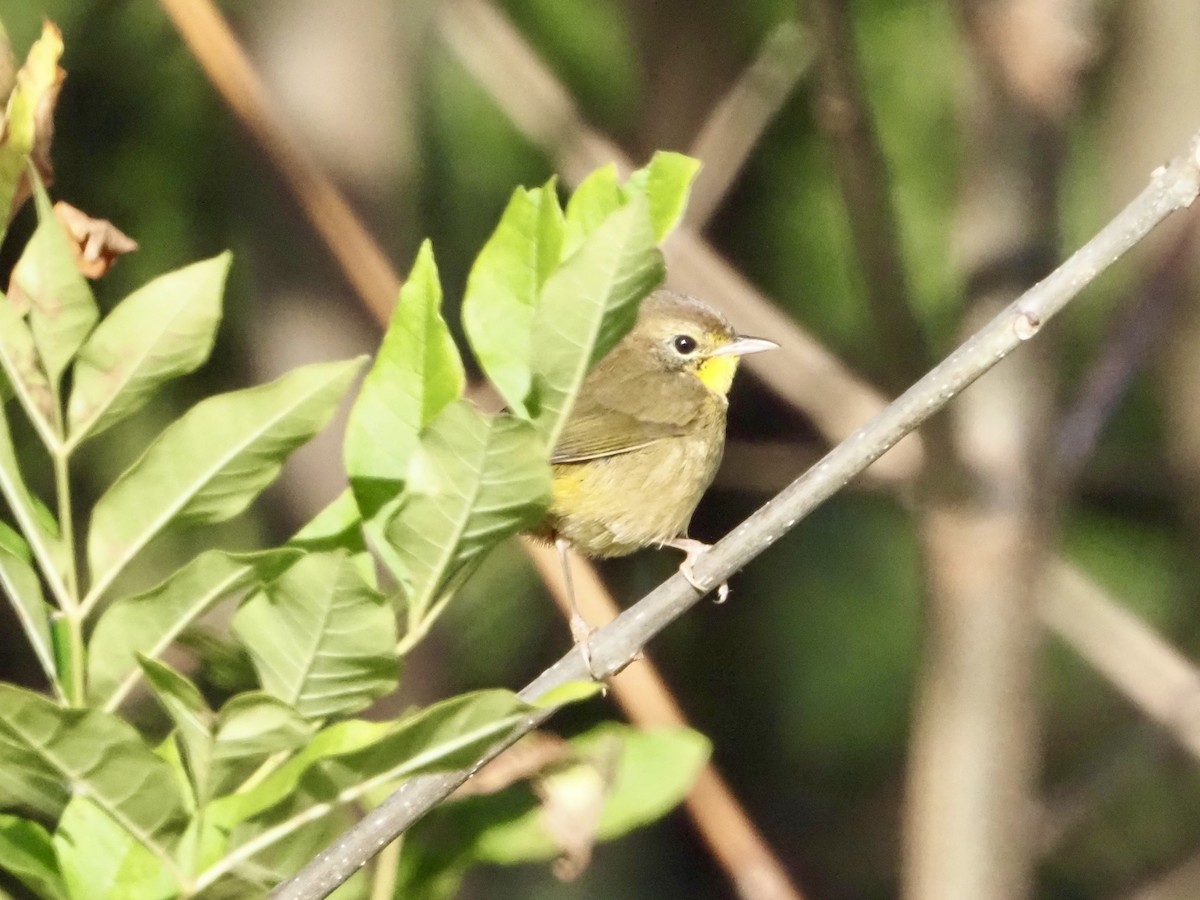 Common Yellowthroat - ML642812501
