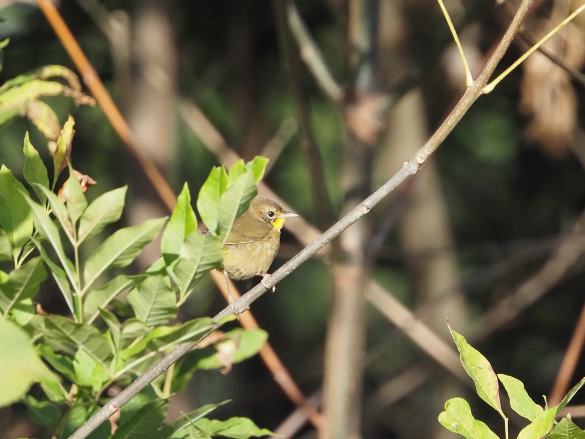 Common Yellowthroat - ML642812502
