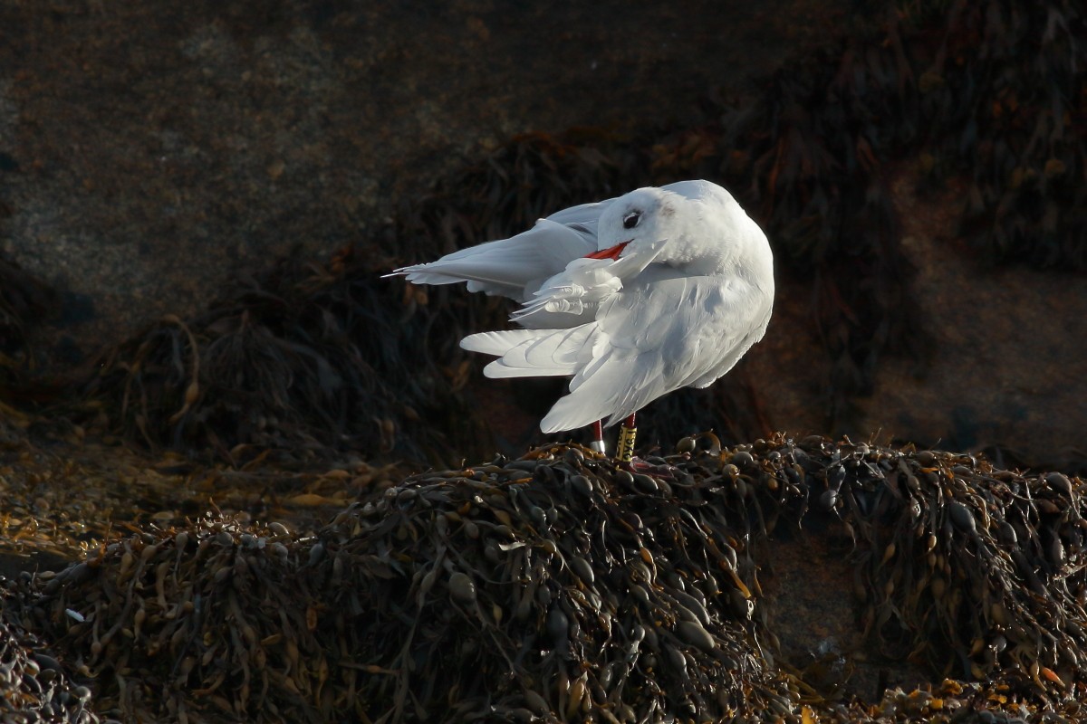 Mediterranean Gull - ML642812507
