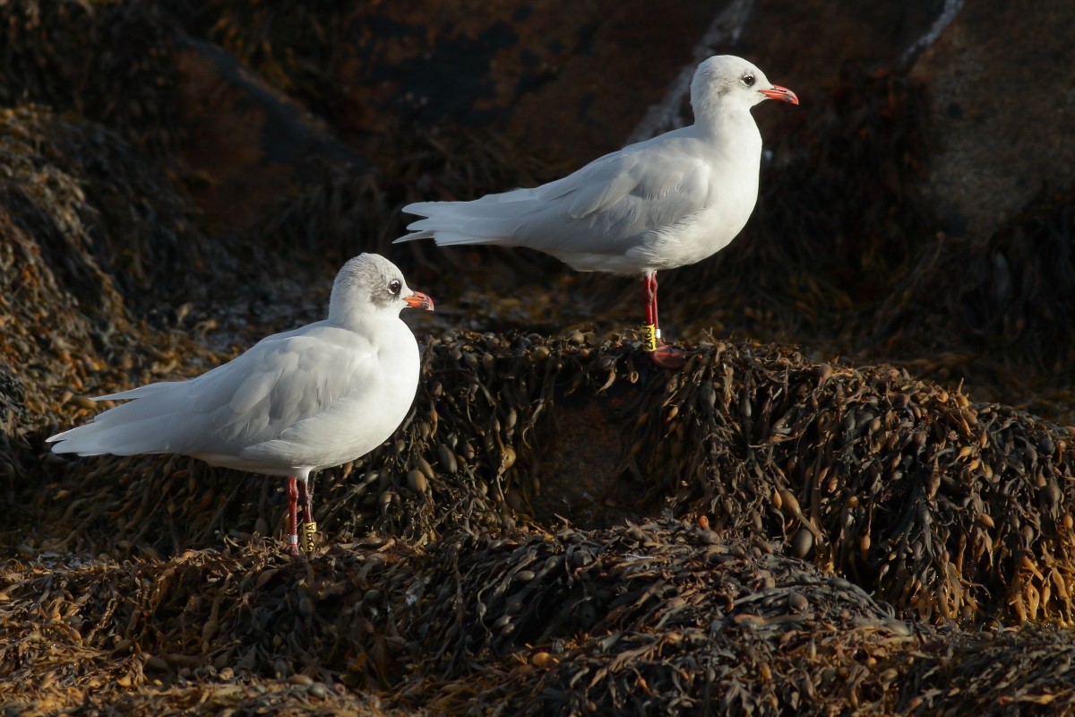Mediterranean Gull - ML642812508