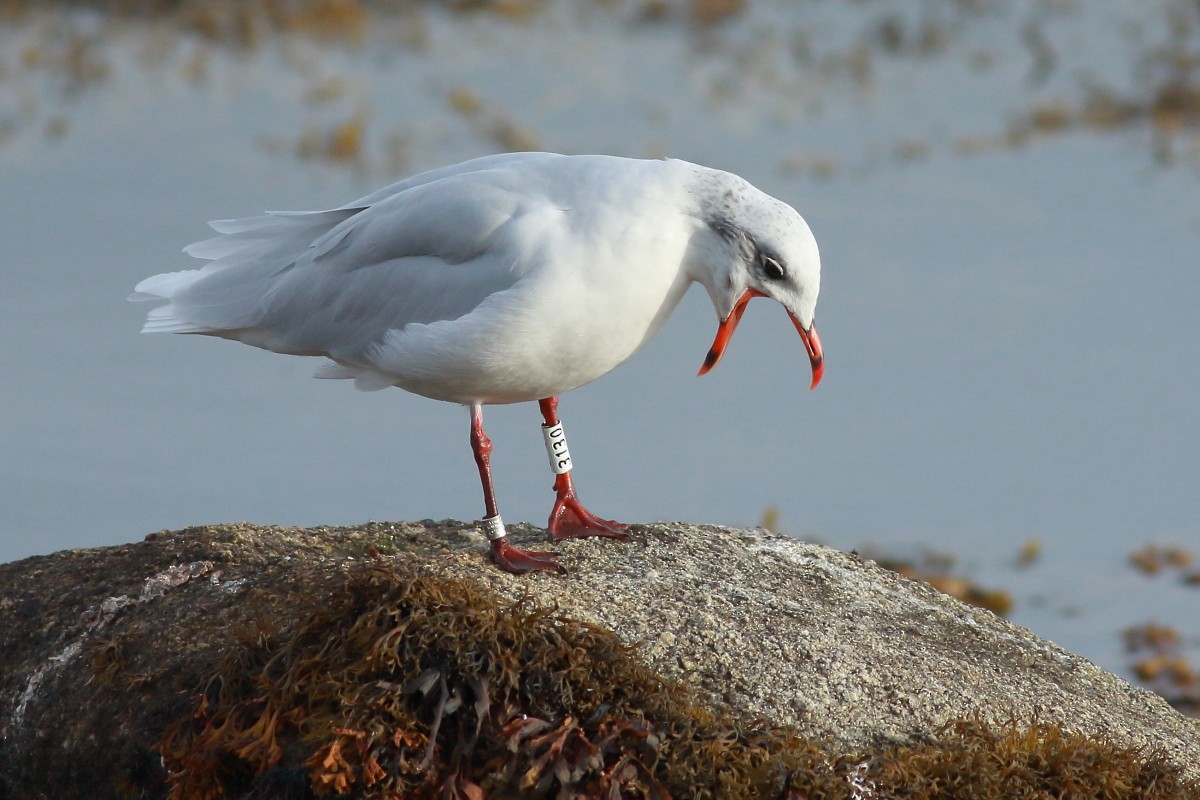 Mediterranean Gull - ML642812509