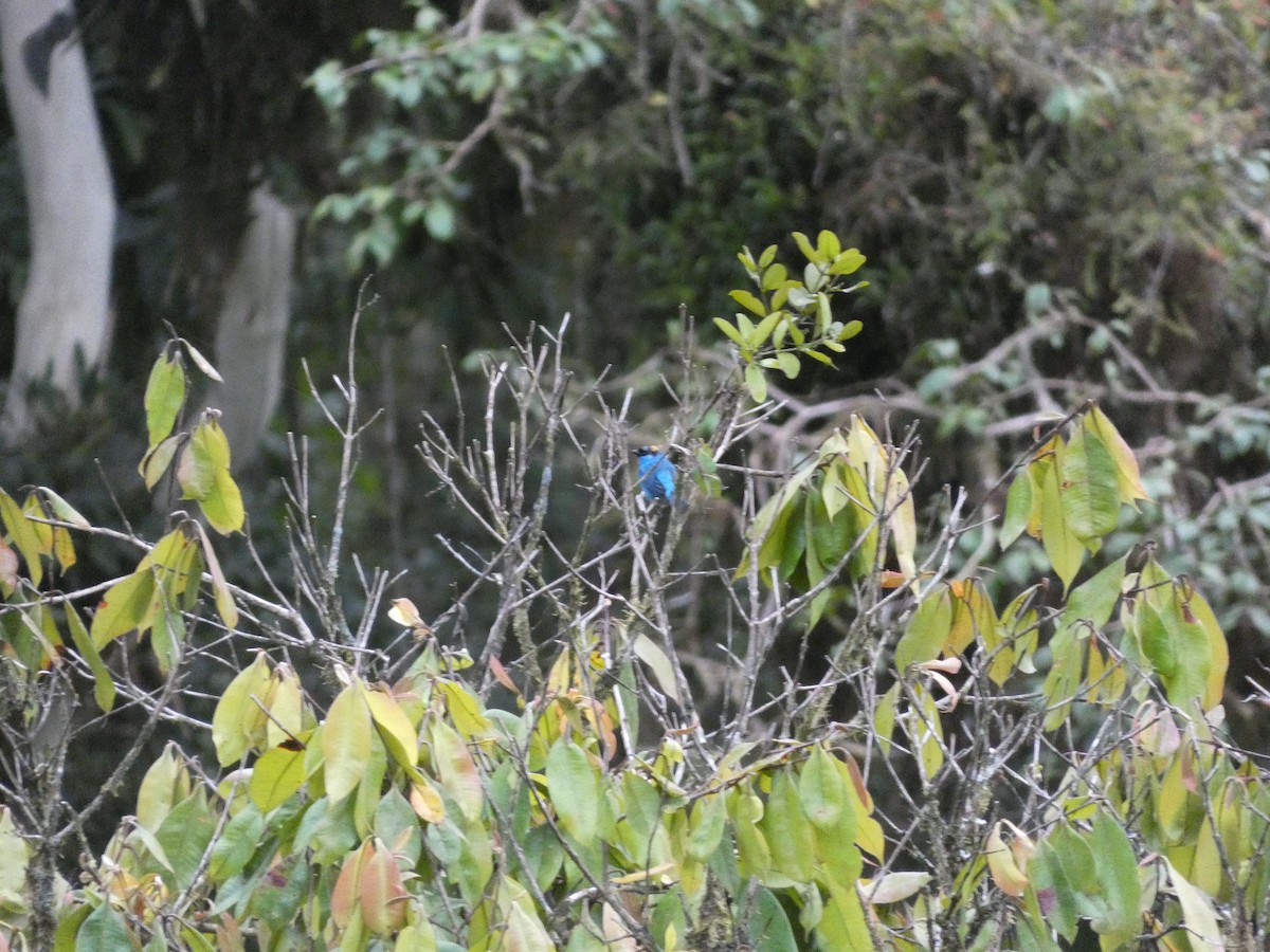 Golden-naped Tanager - ML642812522
