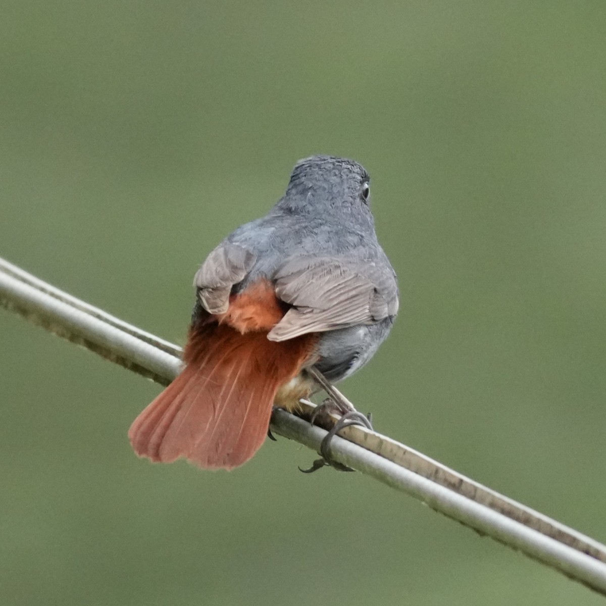 Plumbeous Redstart - ML642812523