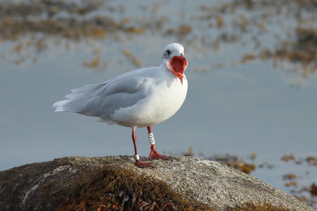 Mediterranean Gull - ML642812529