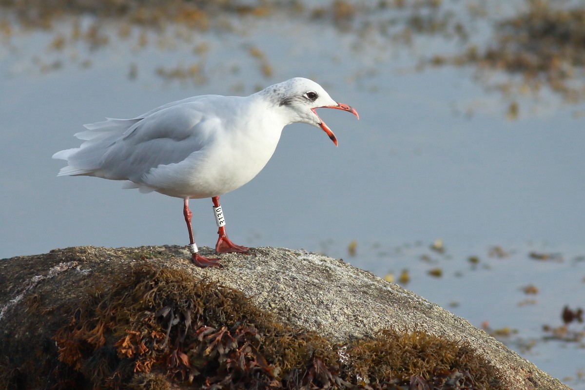 Mediterranean Gull - ML642812530