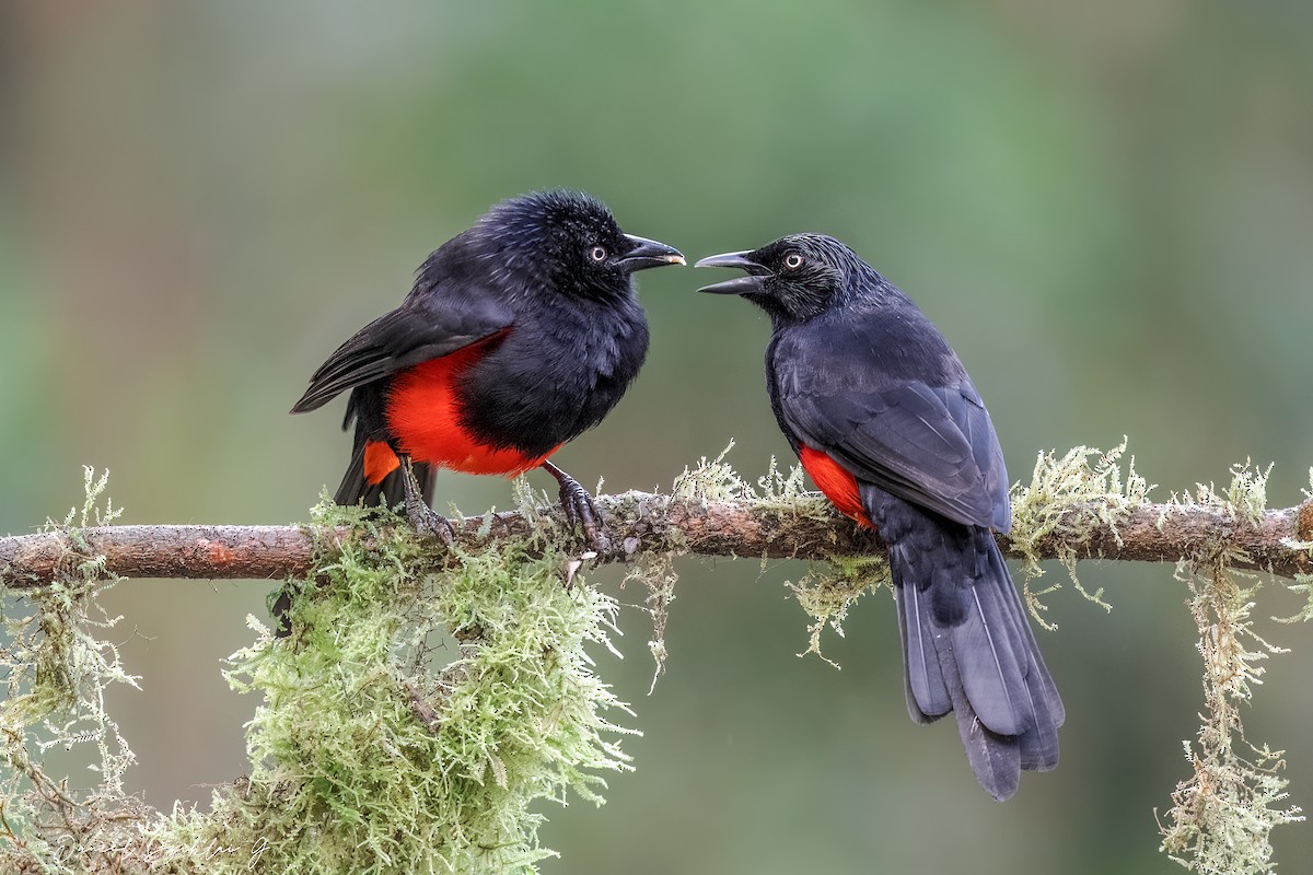 Red-bellied Grackle - ML642812531