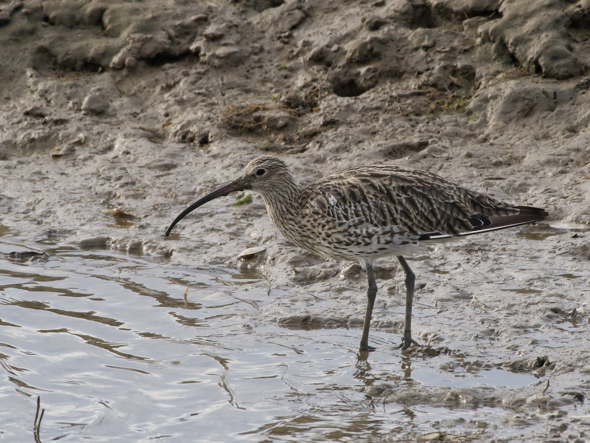 Eurasian Curlew - ML642812532