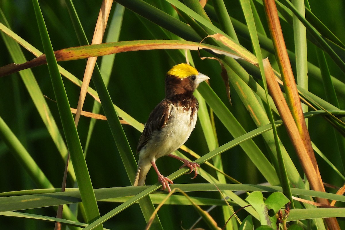 Black-breasted Weaver - ML642812538