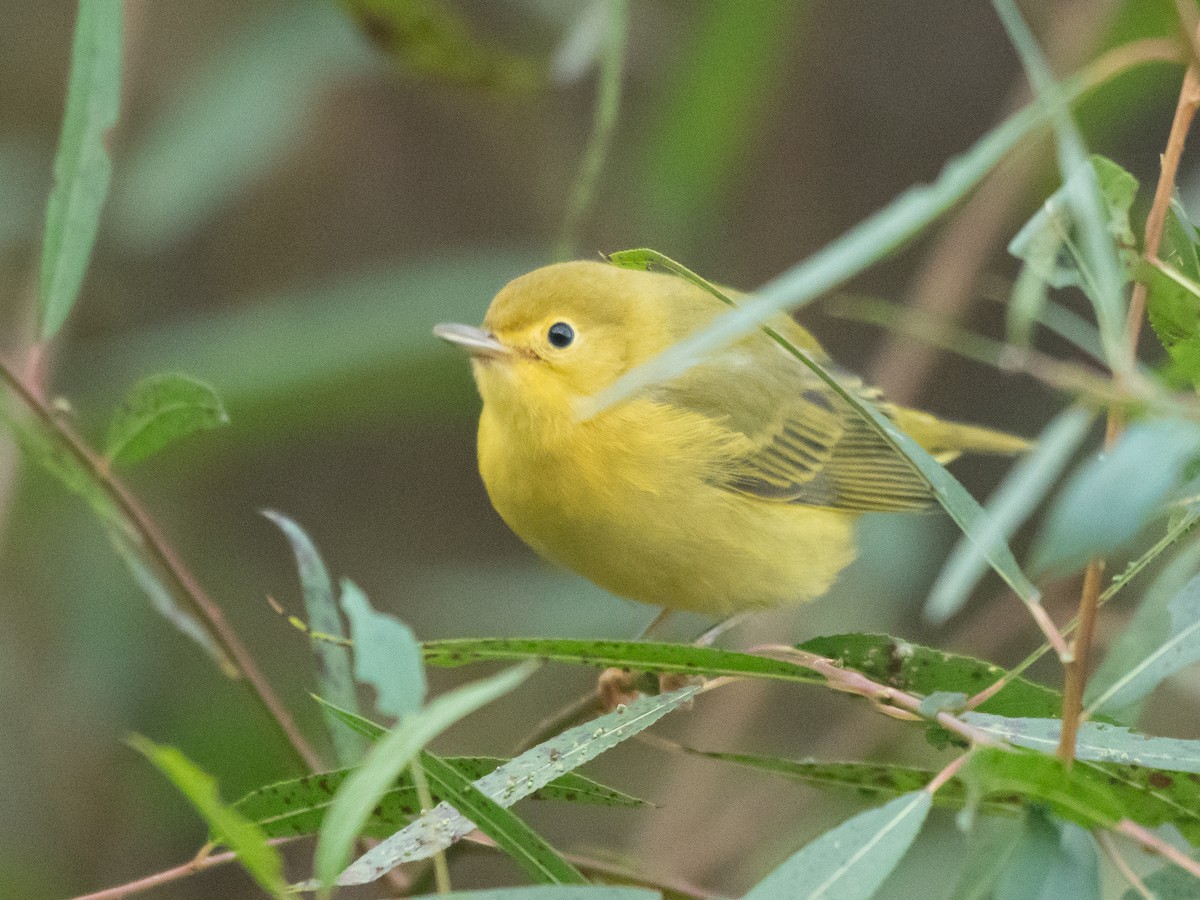 Yellow Warbler - ML642812551