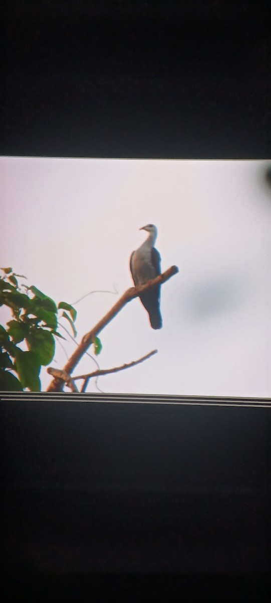 Andaman Wood-Pigeon - ML642812553