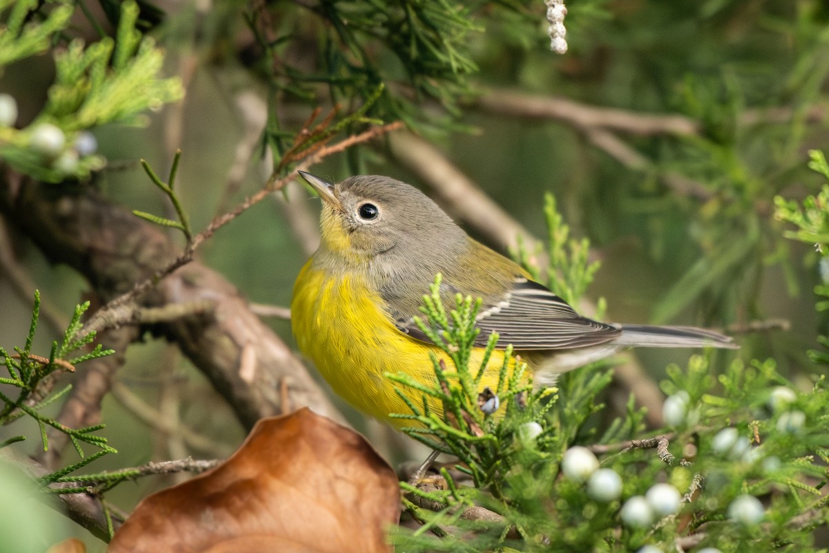 Magnolia Warbler - ML642812554