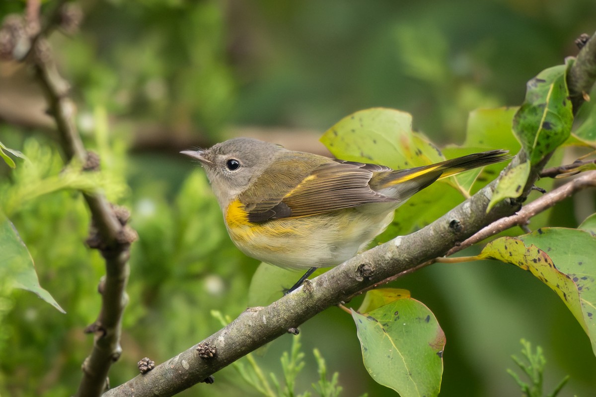 American Redstart - ML642812555