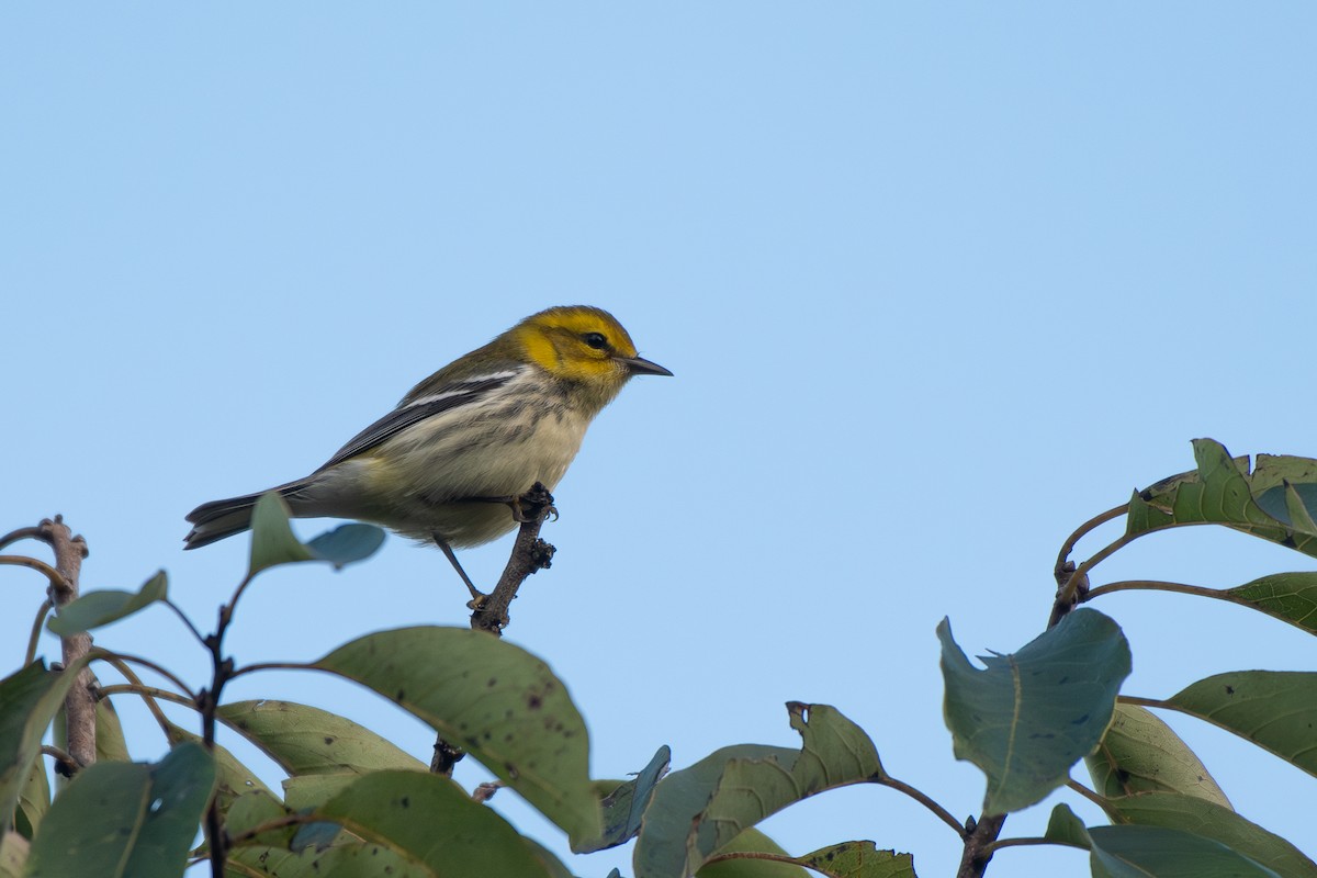 Black-throated Green Warbler - ML642812557