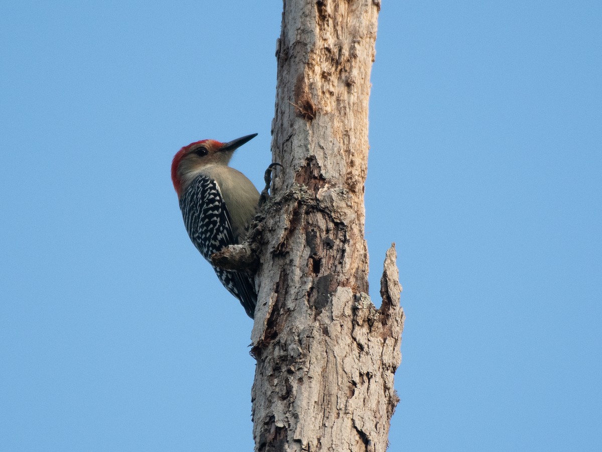 Red-bellied Woodpecker - ML642812559