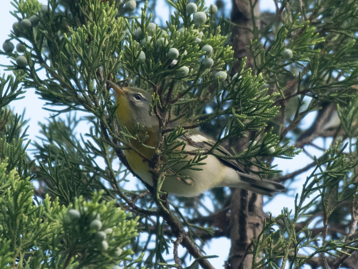 Northern Parula - ML642812561