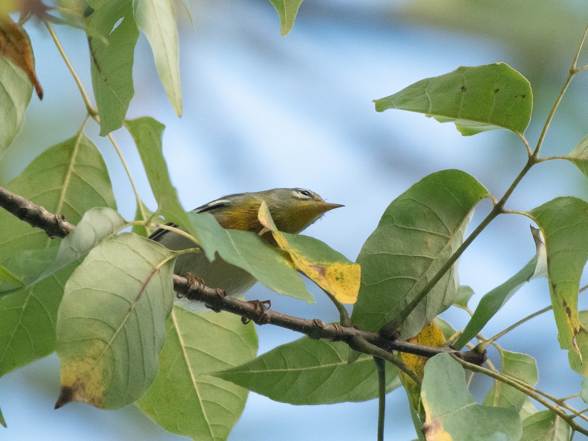 Northern Parula - ML642812563