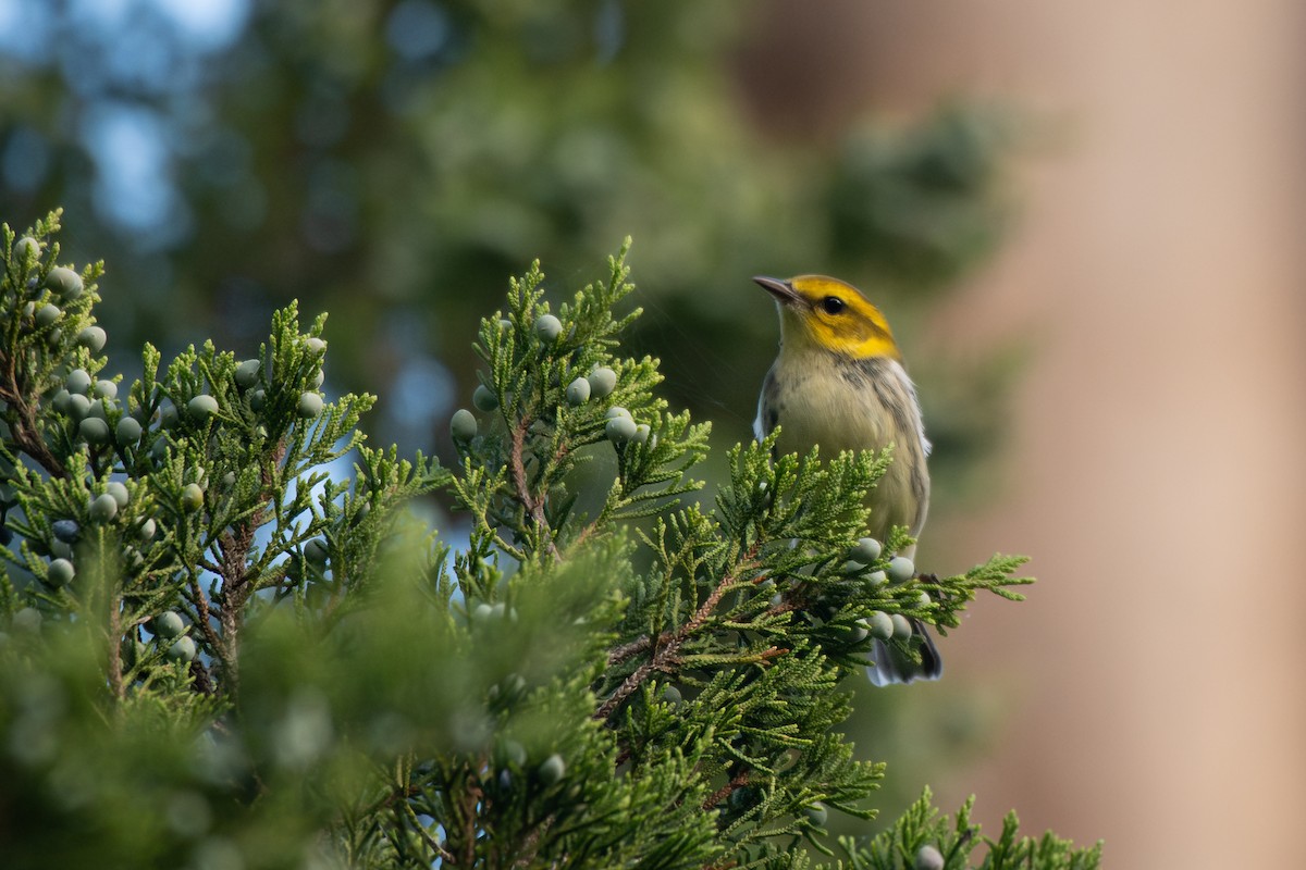 Black-throated Green Warbler - ML642812567